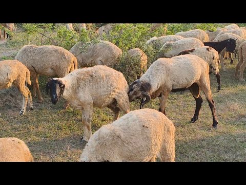 Best Sheep Sound Effect