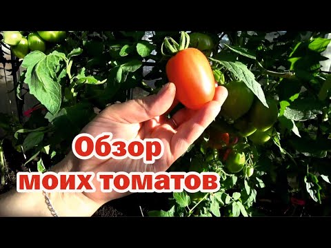 Обзор лучших томатов. Часть 1