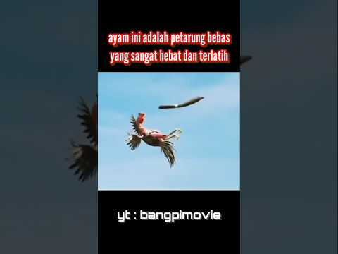 ayam ini adalah petarung bebas