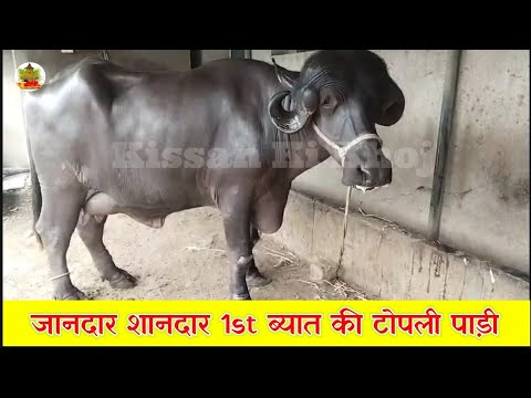 देखिये 1-1 #जाफराबादी का रेट | यहाँ मिलेंगी सबसे #सस्ती जाफराबादी सीधा किसानो से 📱8160207386 #viral