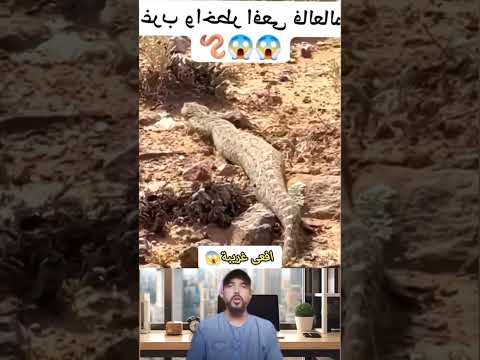 ظهور افعى غريبة 😱 #اكسبلور #smartphone #معلومات #ضحك #حيوانات #animals #duet #birds