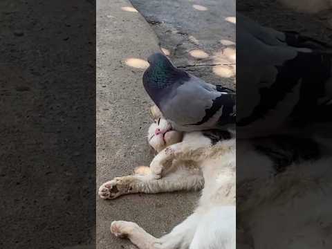 Tingkah burung merpati mengganggu kucing tidur #comedycat #comedy #sayangkucing #pigeon