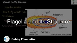 Flagella and Its Structure