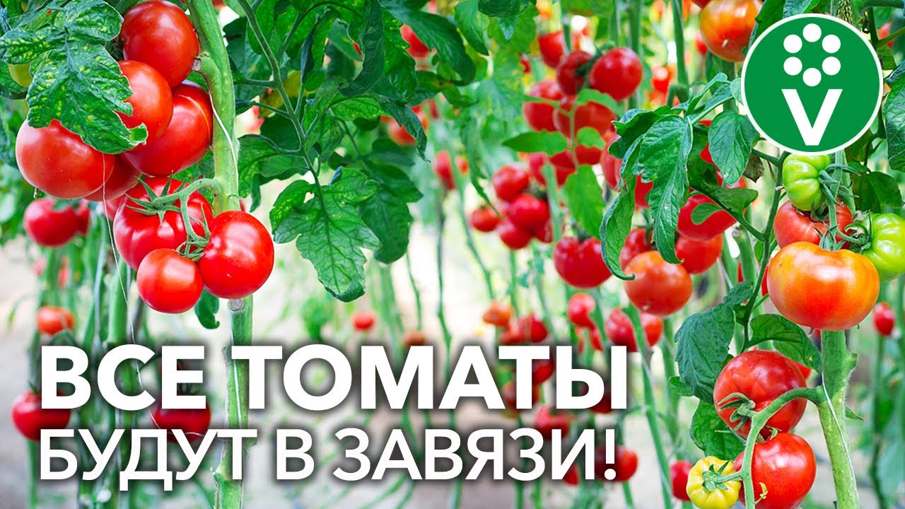 Все помидоры завяжутся без подкормок и обработок! Маленькая хитрость для увеличения урожайности