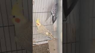 cocatails |Cocatail pairs |parrots |short #tame Cocatails