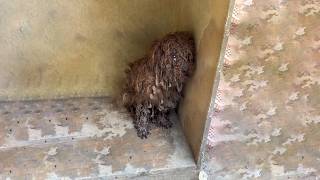 Pregnant Dog Was Humiliated, Cried Every Night... Until Neighbors Discovered This Painful Truth!