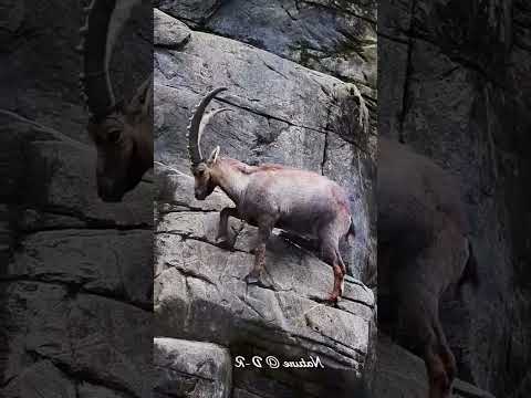 Il a attendu 14 ans pour filmer CE saut… Incroyable ! 🐐⛰️📸