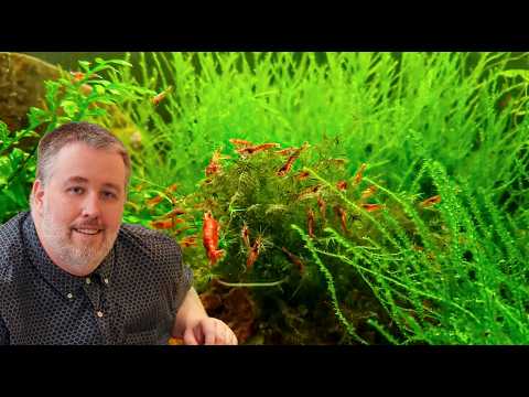 How to Setup a Shrimp Tank