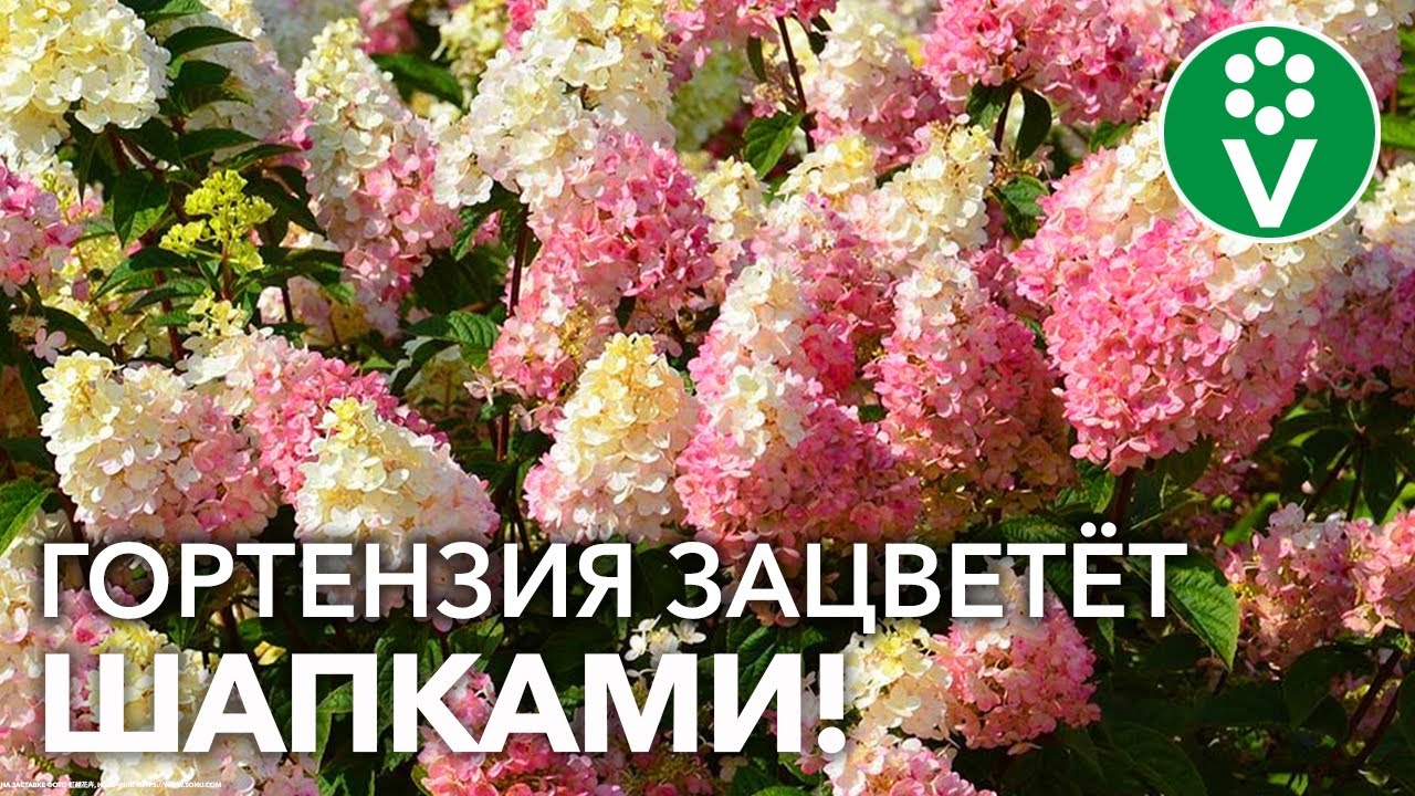 Все секреты выращивания гортензии от посадки до цветения!