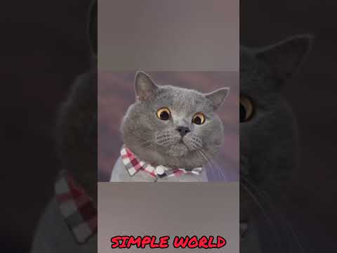 1000 பேர எப்படி காப்பாத்துறாங்க | Cat vs Water pressure | SIMPLE WORLD