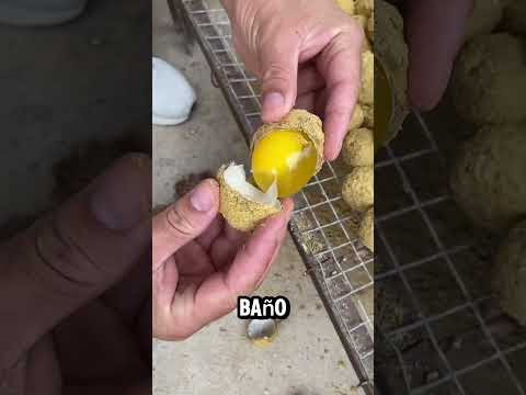 Papá, no comas esto.😱| New Viral Gadgets,Smart Appliances, Kitchen Utensils/ Home Inventions #shorts