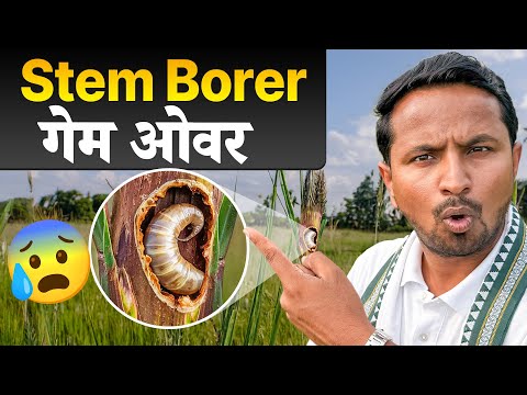 तना खोखला करने वाला कीड़ा🐛⚠️Stem Borer Attack & Control | Crop Disease & Pest: S1E7 | Indian Farmer