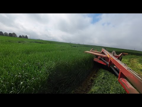 Mowing and Tedding Tall Triticale