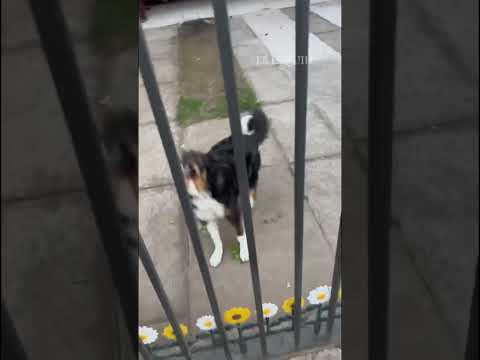 Uno de los videos más tiernos que verás