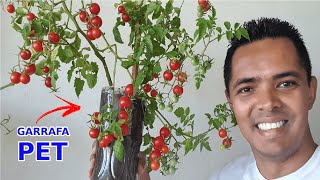 Seu Tomate vai ✈️Decolar Plantando em Garrafa Pet!
