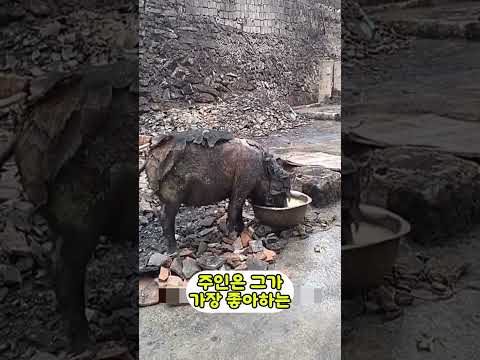 극한의 산불에서 살아남은 돼지