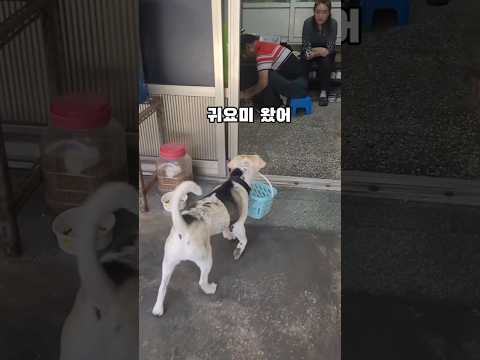 진짜 통닭집 심부름가는거니~네 #동물농장강아지