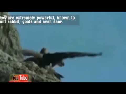 Short of a dangerous eagle attack/wildlife