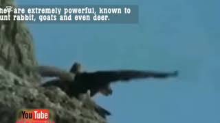 Short of a dangerous eagle attack/wildlife