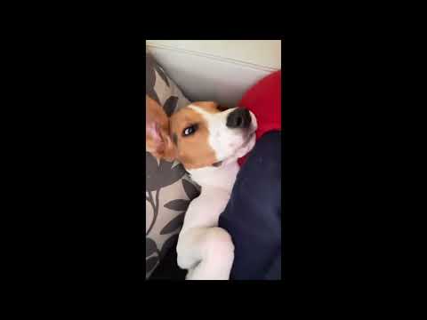 Hilariously snoozing Beagle puppy caught dreaming