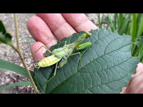 かわいそうなカマキリを飼育してみたらとんでもない事になった