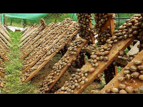 How the Technology of Snail Farming, Harvesting and Processing of Millions of Snails in the Factory