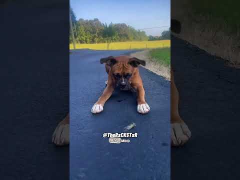 The Boxer & The Cicada! Full version! - RxCKSTxR Comedy Voiceover