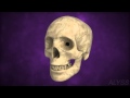 Exploring the Human Skeletal System for Middle School Students