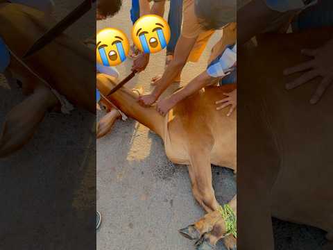 So sad ๐ญ๐๐น๐ฅ #animals #eid #bakra #cow #qurbani #camel #ziba #sacrifice #bari #eiduladha