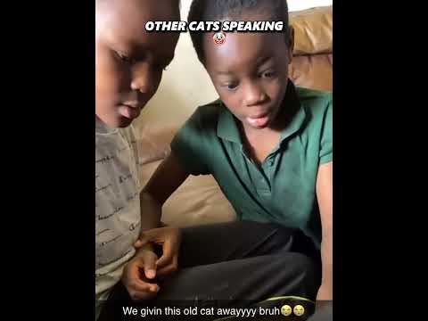 The Last Cat ๐