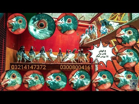 Kamghar Golden Pigeons Khalid  O3OO8OO4161