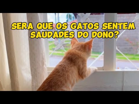 GATOS SENTEM SAUDADES? VEJA OQUE ACONTECE QUANDO VOCÊ SAI DE CASA