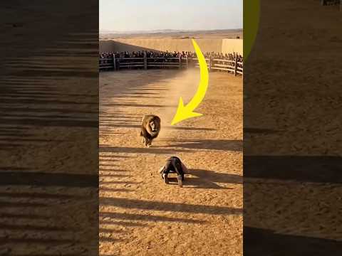 "You bow in fear of the lion? How about before God's power?"๐ฅบ๐๐ป#like #viral #trending #shorts