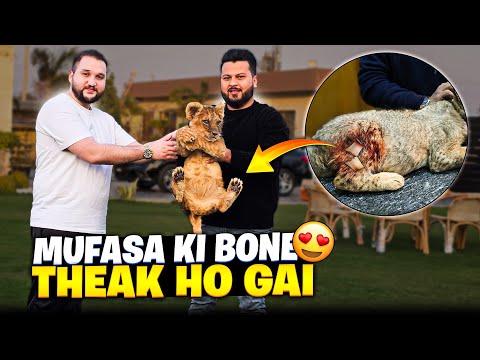 Lion Ki Toti Hoi Bone Theak Ho Gai 😍 Owner Ko Lion  Theak Kr k Wapis Kr Dia 😍 | Nouman Hassan