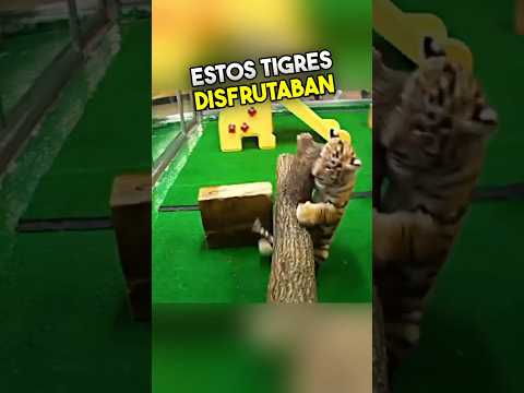 Estas Tigres Bebé No Merecían Esto... 🥺❤️