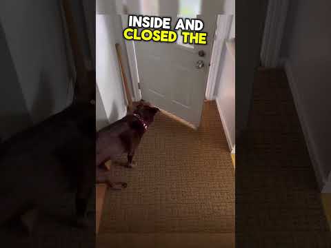 🐶HE THOUGHT THAT THEY FORGET ABOUT HIM!🥹😍