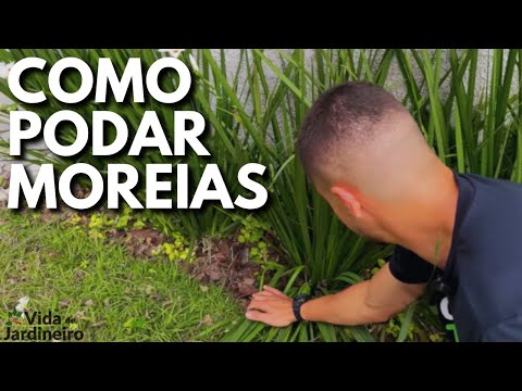 Como Podar Moreias? (JEITO CERTO)