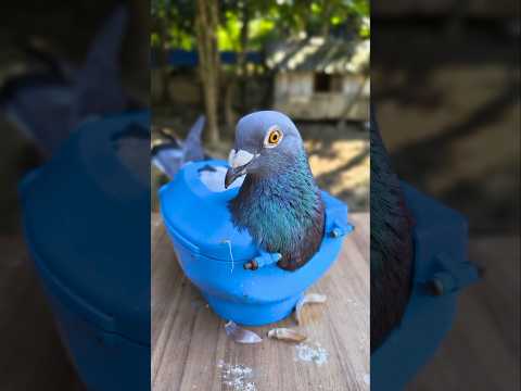 pigeon garlic 🧄 treatment #pigeon #garlic #kalapati