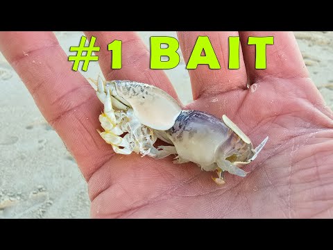 Fish go Crazy for this BAIT on the Beach! - POMPANO Fishing