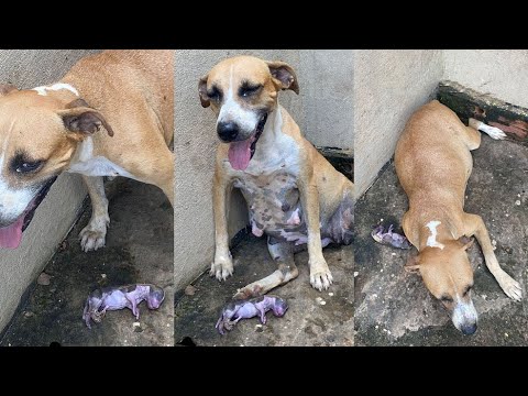 Abandoned Mother Dog Gave Birth On New Year Eve And Begged People To Help Her Only Puppy...