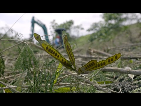 外來種銀合歡入侵5千公頃 民間種植原生植物以競爭加速演替｜20220307 公視晚間新聞 - YouTube(2:08)