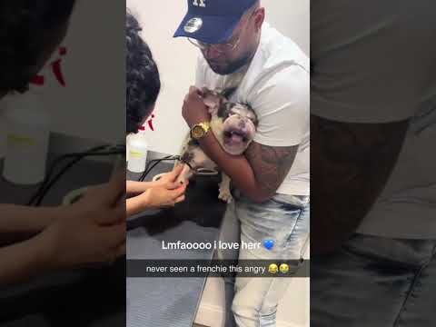 Dogs reaction to injection