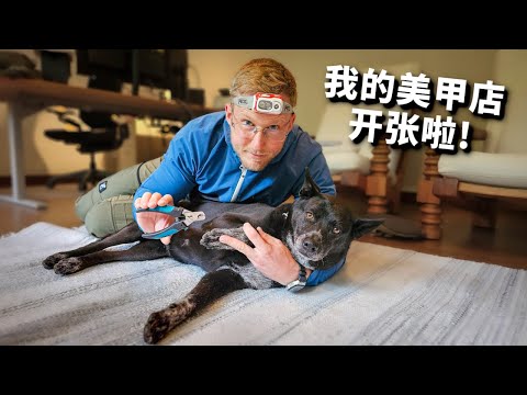 两土狗在我这做指甲，打死不充卡，还给我差评，怎么办？！How to Dremel Your Dogs Nails At Home? [4k]