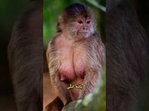 الحيوان الأكثر خداعا بعالم الحيوان 😳🤯😂 #history #ثقافة #تاريخ #معلومات #عرب #هل_تعلم