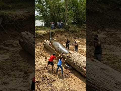 World’s Largest Anaconda Rescued from Fallen Tree