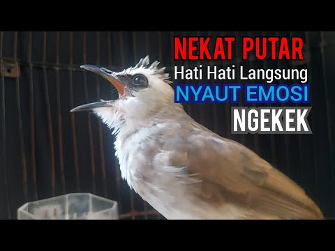Trucukan Gacor Ngekek Garuda sambung ROPEL ampuh untuk menaikkan EMOSI agar trucukan ropel panjang