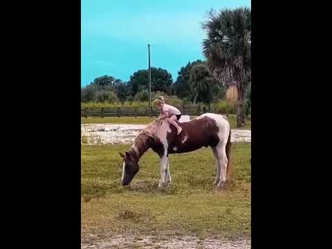 The magic scene with a beautiful 🐎