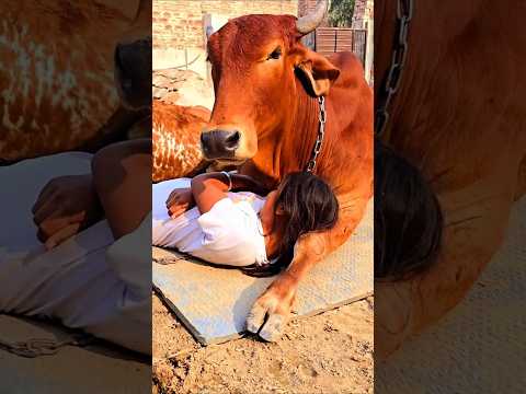 (Chalao Na Naino Se best gana") Gau Mata ka Chhota baccha bada kaisee hua video best entertainment 🥰