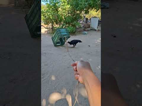 pegando galinha caipira