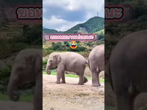 ขอหยอกหน่อยนะ #thaielephant #ช้างสุรินทร์ #ช้างไทย